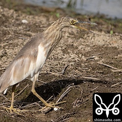 ジャワアカガシラサギ冬羽。あいかわらず警戒心のかけらもない個体。