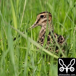 今季初のチュウジシギ。到着したばかりでピリピリしています。