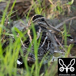 タシギ第1回冬羽。