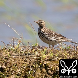 ムネアカタヒバリ第1回冬羽。