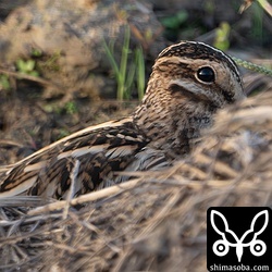 タシギ成鳥冬羽。