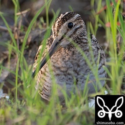 上と同個体。かわいらしいです。
