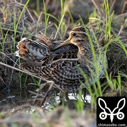 上と同個体。仕事を終えての観察。現場に到着してまもなくすると尾羽を見せてくれました。