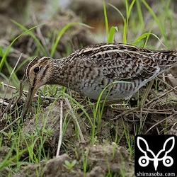 上と同個体。土中にくちばしを差し込み、獲物を探しています。