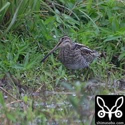 タシギは越冬組と北上組が入り乱れて増えたり減ったり。