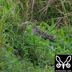 遠くにチュウジシギ。今季2羽目。