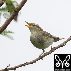 コムシクイは、枝先に獲物を見つけて飛びかかっていました。
