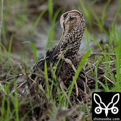 ハリオシギの羽づくろい。