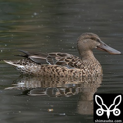 ハシビロガモのオス幼鳥。2月下旬なのにまだまだ幼羽に覆われています。