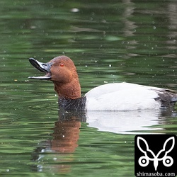 ホシハジロのオス生殖羽。