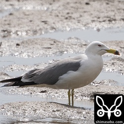 ウミネコ成鳥夏羽。今季3羽目。