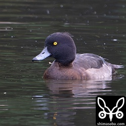 キンクロハジロのメス。