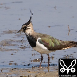 タゲリのオス。第1回冬羽から夏羽へ。