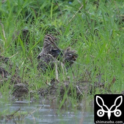 遠くにハリオシギ発見。約80メートル離れています。