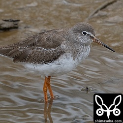 アカアシシギは越冬個体もいるのですが、最近は移動個体も目立ちます。