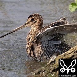 タシギの水浴び。