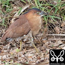 ズグロミゾゴイ成鳥。