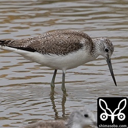 アオアシシギは4羽の群れ。こちらも移動個体。