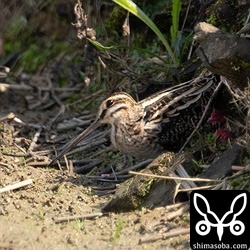 警戒してフリーズするタシギ。