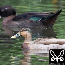 こちらも雑種ですが、両親はマガモとカルガモです。