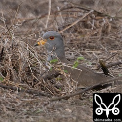 沖縄では数少ないケリ。