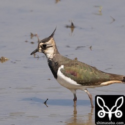 タゲリのメス。こちらも第1回冬羽から夏羽へ移行中。
