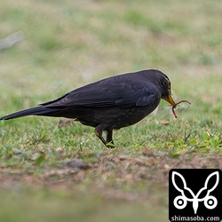 ミミズを捕まえたクロウタドリ。