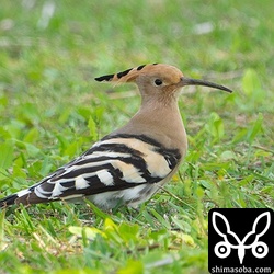 この日は、2羽のヤツガシラを確認。