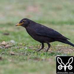 水たまりで水浴びしているクロウタドリのオスを発見。写真を撮ろうとカメラを出した瞬間にカラスに追われてどこかへ飛び去りましたが、1時間ほどしてから戻ると水たまりから数十メートル離れた空き地で再発見しました。