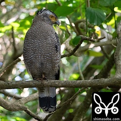 日ごろ行かない林道でカンムリワシの成鳥と出会いました。警戒心なし。