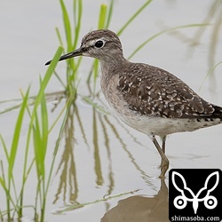 一部、夏羽に換羽しているタカブシギ。