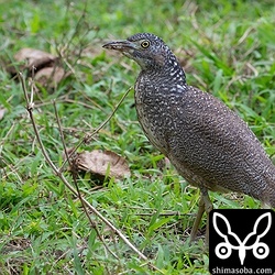 昨年生まれのズグロミゾゴイ。まだまだ幼羽に覆われていますが、飛翔すると成鳥羽も見えました。