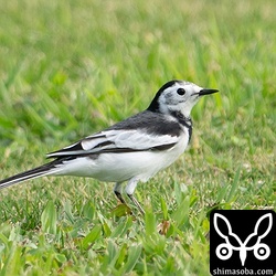 30羽ほどいたホオジロハクセキレイ。しばらく後にハクセキレイが渡ってきます。