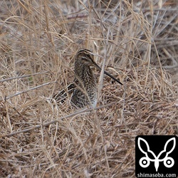タシギが遠くに単独でいました。