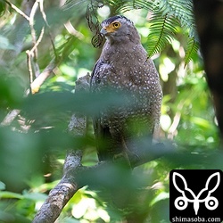 こちらはわが家から徒歩圏内のカンムリワシ。自宅付近では数羽のカンムリワシが見られますが、この個体は野生み溢れる警戒心がめちゃくちゃ強い個体です。