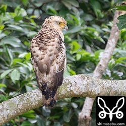 カンムリワシの幼鳥も発見。今季は幼鳥が少ないのですが、北部にはどれぐらいいるのでしょう。