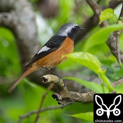 自宅の玄関前に数日前からいるジョウビタキのオス。オオムラサキシキブの実がお目当て?