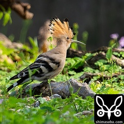 別個体のヤツガシラ。冠羽を広げると派手さが強調されますね。