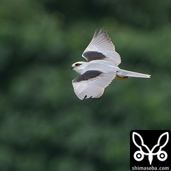 カタグロトビ2暦年。2cyといってもカタグロトビは石垣島内で年中繁殖しているので、本当のところはよく分からないですが、成鳥ではないことは確かです。