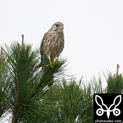 今季のチョウゲンボウの越冬数は例年より多めでした。そして、警戒心がない個体が多いのも印象的でした。