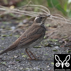 今季は貴重なツグミ。シロハラも地鳴きはそこそこ聞こえるのですが、目視する機会は少ないので、越冬の個体数おそれほど多くない印象です。