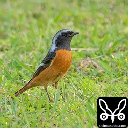 ジョウビタキのオス。芝生を飛び跳ねながら小さな虫を捕まえているうようでした。