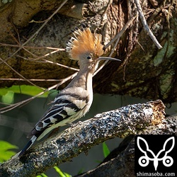 何かに驚いて木の上に飛び乗り、冠羽を広げるヤツガシラ。