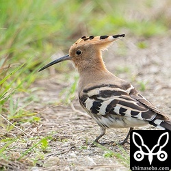 健啖家のヤツガシラは一日中、餌を探して動き回っています。