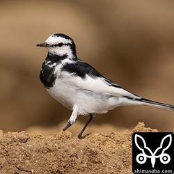 ハクセキレイの成鳥オス。