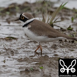 ムネアカタヒバリに混じってコチドリも採餌。だいぶ夏羽に変わっています。