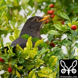 ゲッキツの実を食うクロウタドリ。