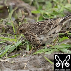 除草作業が行われた田んぼにはムネアカタヒバリがたくさん。