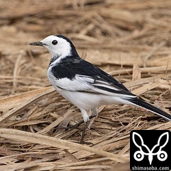 ホオジロハクセキレイの成鳥オス。