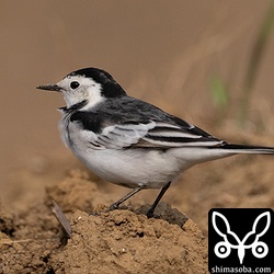 ホオジロハクセキレイのオス。第1回冬羽から夏羽へ。